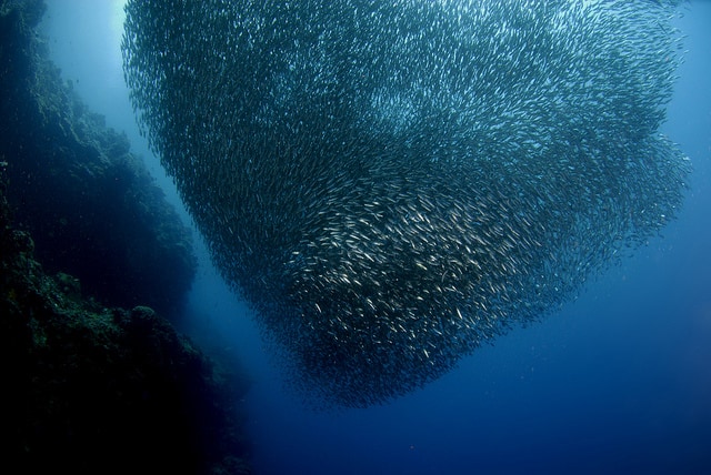 Pescador Sardine 2