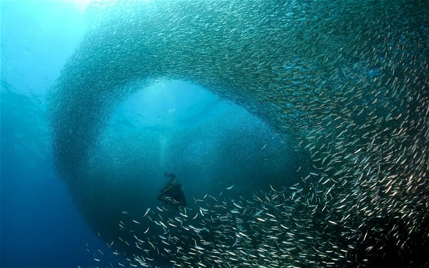 Pescador Sardine