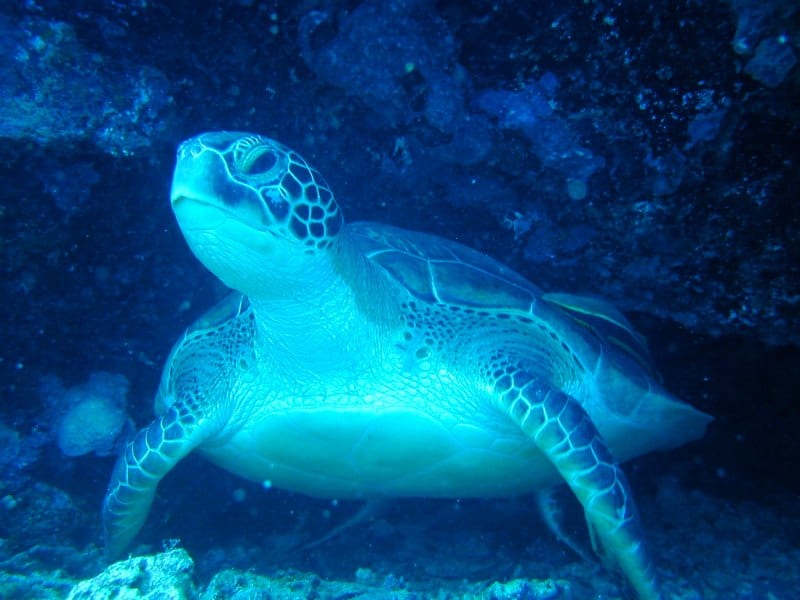 Pescador Turtle